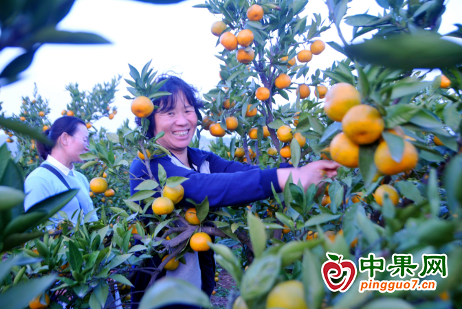 柑橘飄香 美了風景富了民 ()