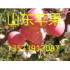 山東蘋果產地  紅富士蘋果價格 冷庫蘋果批發