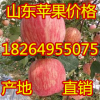 18264955075山東冷庫蘋果價格大跌