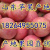 18264955075冷庫蘋果價格大跌