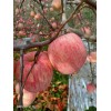 大量供應(yīng)早熟嘎啦 紅將軍  黃香蕉 紅富士片紅條紅