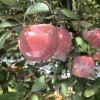 陜西紅富士蘋(píng)果批發(fā)紅富士蘋(píng)果基地